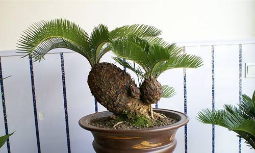 铁树盆景如何养护管理,墨西哥铁树怎样枝繁叶茂