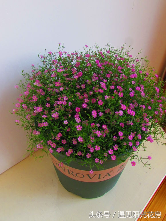 满天星养成“满天黄草”！盘点满天星黄叶枯萎的原因