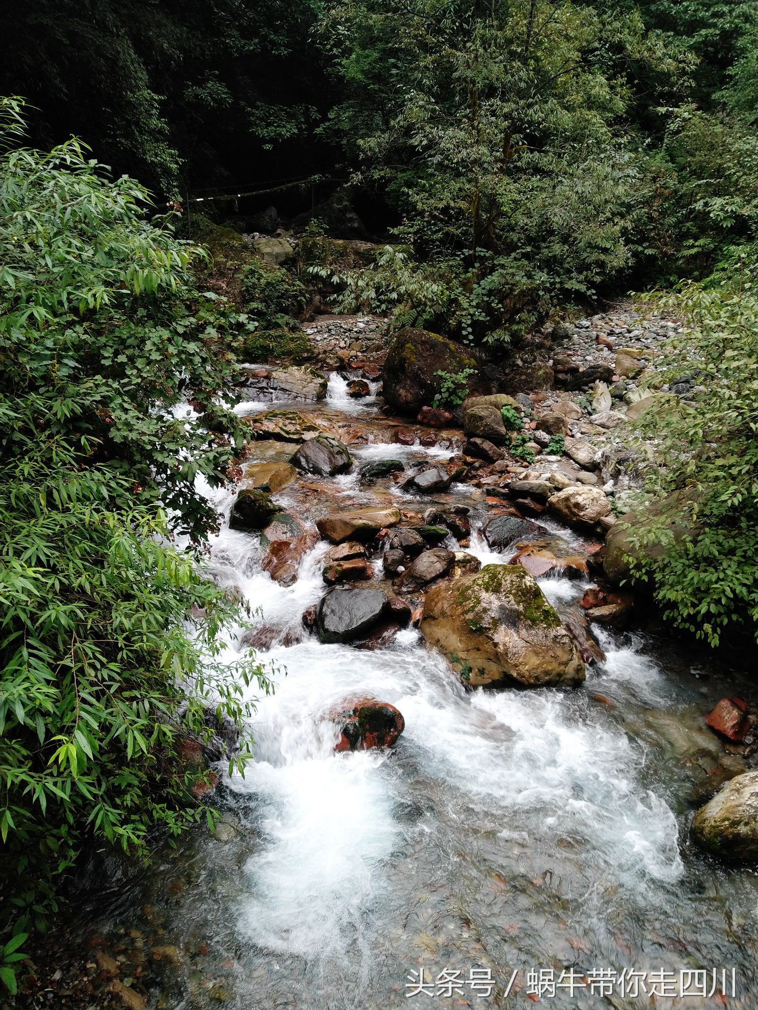 成都西岭雪山玩一天大概多少钱,成都西岭雪山旅游一日游报团