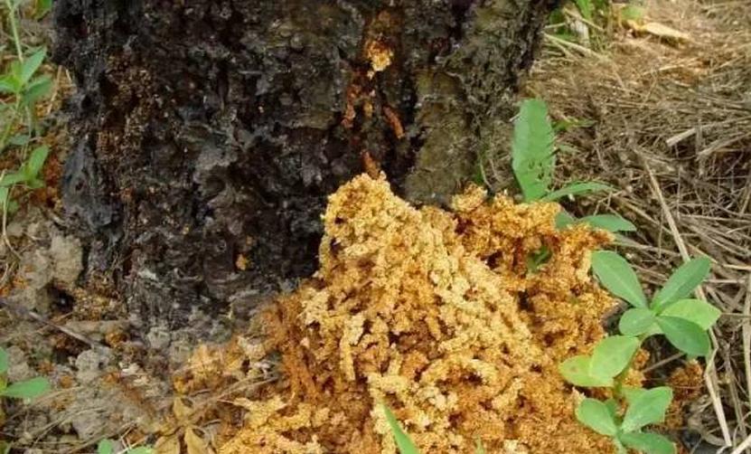 柑橘树被天牛入侵变黄了还有救吗,柑橘树体内的天牛什么时候防治