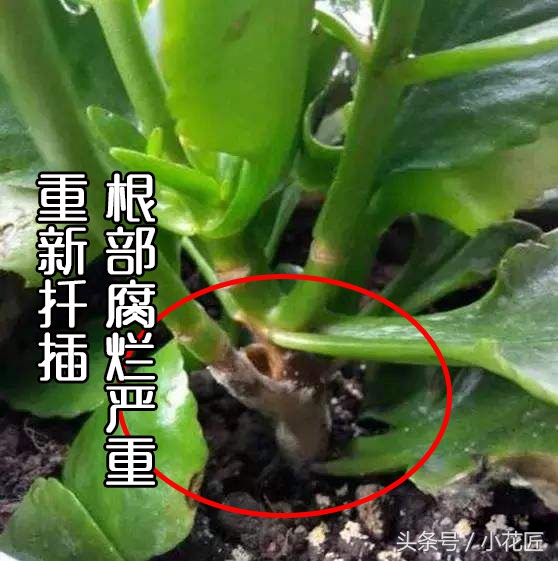 长寿花小宫灯叶片黑斑一碰就掉,长寿花叶片有黑斑可以用戊唑醇吗