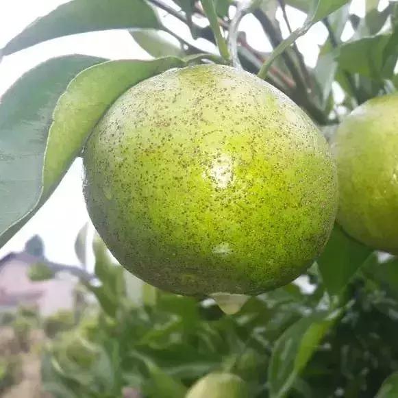 柑橘的病害图片大全及防治,柑橘的病害图谱及防治措施