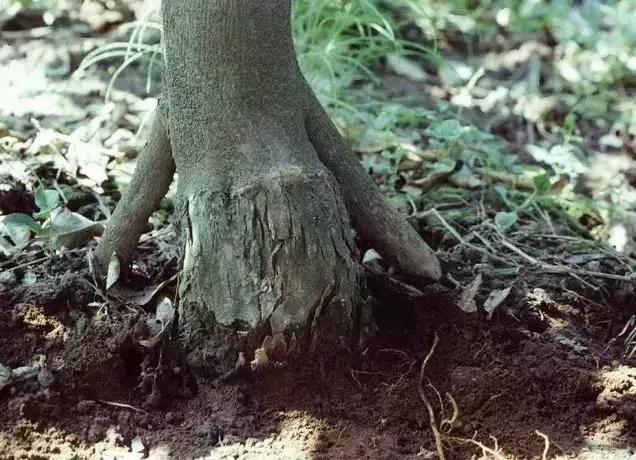 柑橘的病害图片大全及防治,柑橘的病害图谱及防治措施
