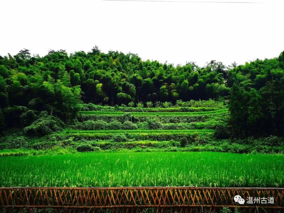 瓯海瞿溪风景,远山近水如诗如画