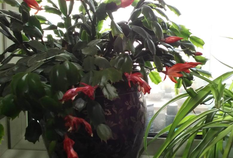 花盆里的土结块了怎么弄出来,盆里有硬块怎么处理