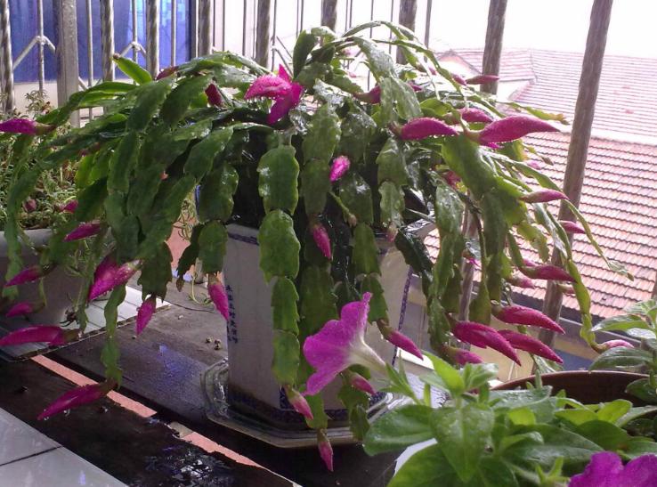 花盆里的土结块了怎么弄出来,盆里有硬块怎么处理