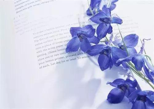 50种鲜切花花语大全，一定有你不知道的，赶紧收藏吧！