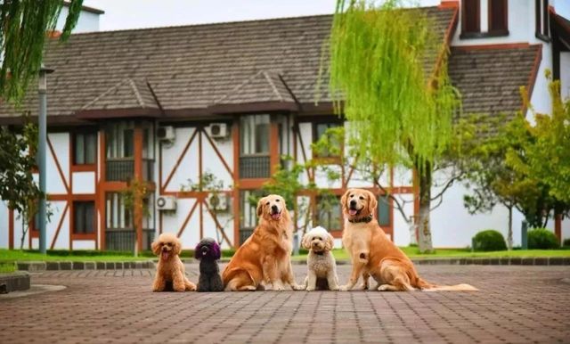 探秘2500亩魔都后花园!欧式别墅独栋、宠物乐园、动物农场高尔夫