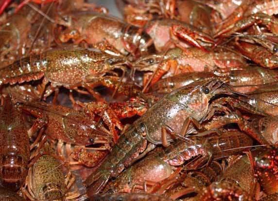 小龙虾常见病害及防治,小龙虾常见病的预防与治疗