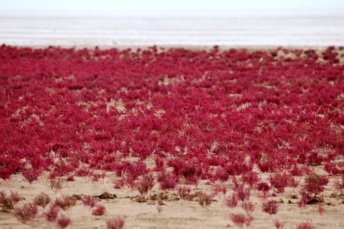 东营黄河入海口旅游攻略,东营河海交汇旅游攻略