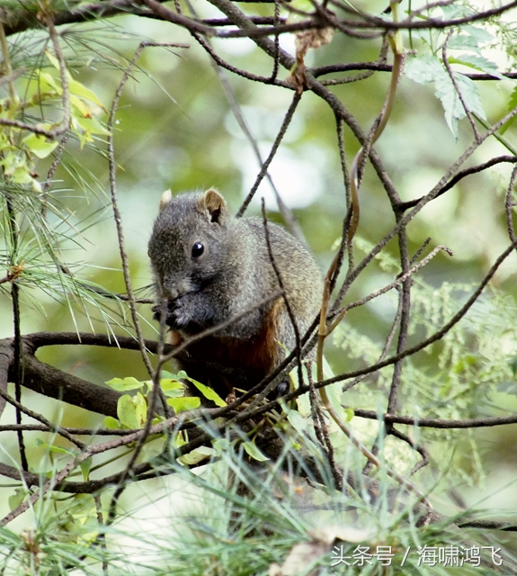 天南地北看松鼠还是太白松鼠美