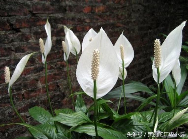 白掌养护技巧,白掌养护秘诀