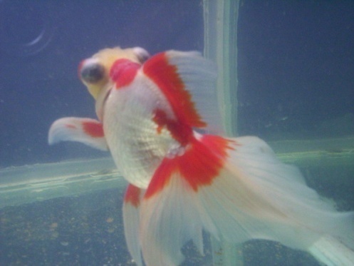 泰帽金鱼是什么品种,金鱼品种如何分类图解大全