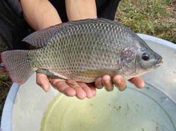 来来来钓友们快看看，文中的淡水鱼被你们钓出了几种？