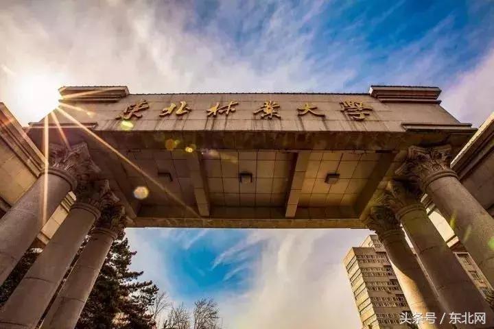 哈尔滨高校打卡,哈尔滨的风向标著名打卡地