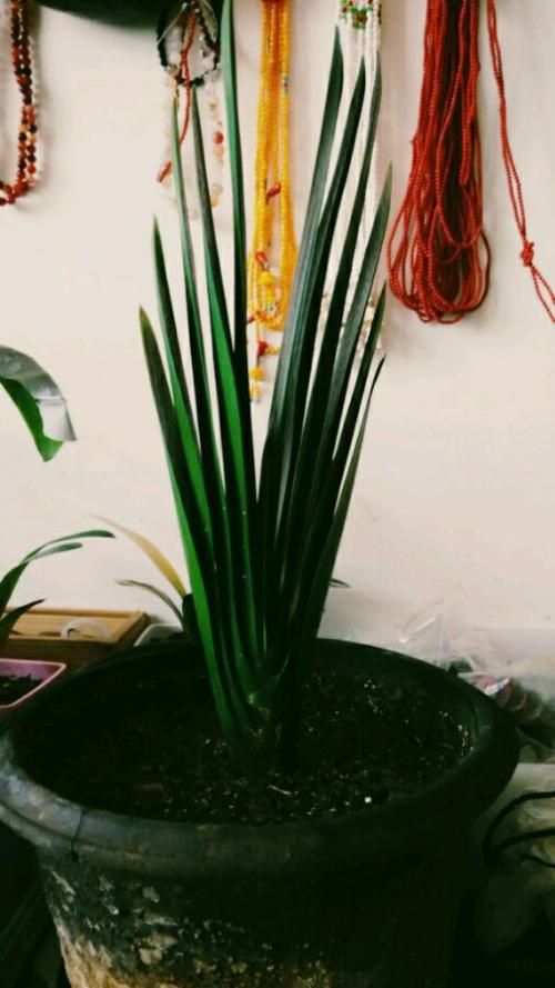 君子兰品种大全一盆多少钱,新手入门首先选的君子兰品种介绍