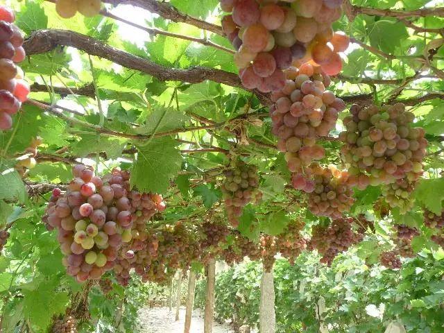 山葡萄栽培及管理技术