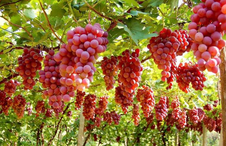 山葡萄栽培及管理技术