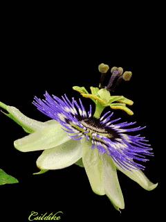 珍惜朋友的句子暖心早上好,人生短暂珍惜时光开心快乐每一天