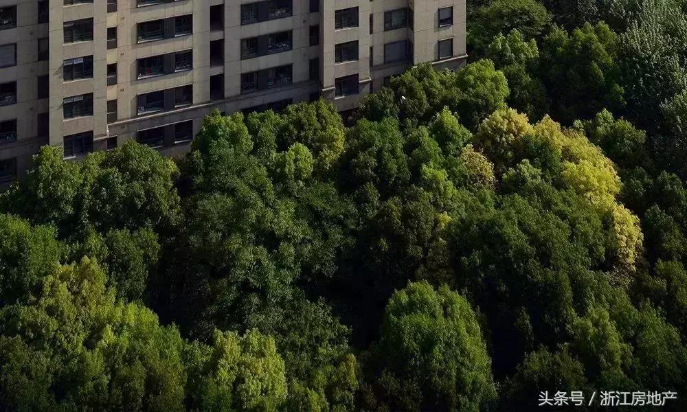 都会森林价格8万,都会森林值不值得入手