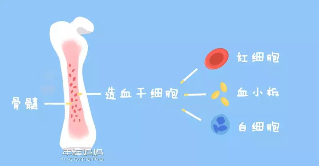 小孩有没有贫血怎么看血项,小朋友有没有贫血看哪个指标