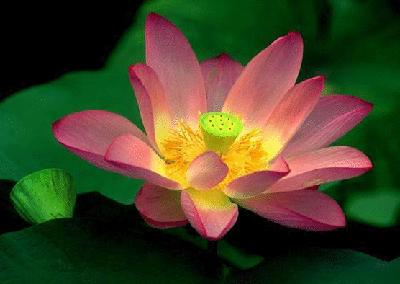 各国花图片,各国花大全