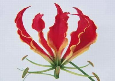 各国花图片,各国花大全