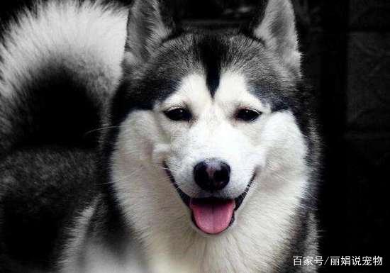 如何饲养哈士奇,如何饲养两月大的哈士奇