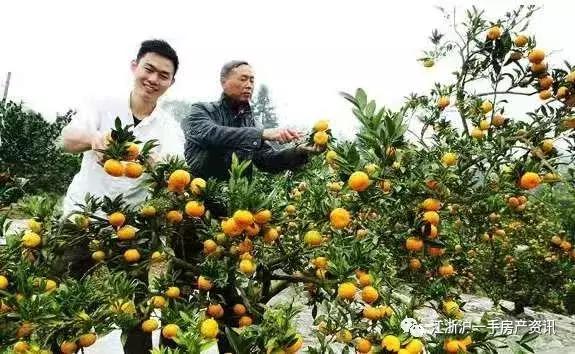 南丰县蜜桔贡桔,广西南丰贡桔