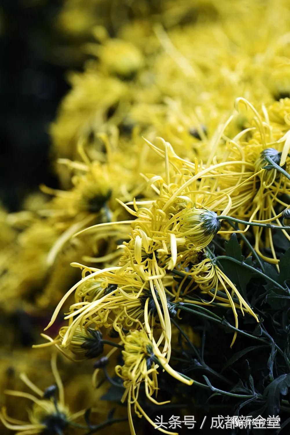 金堂秋色,秋天金堂十大必去景点