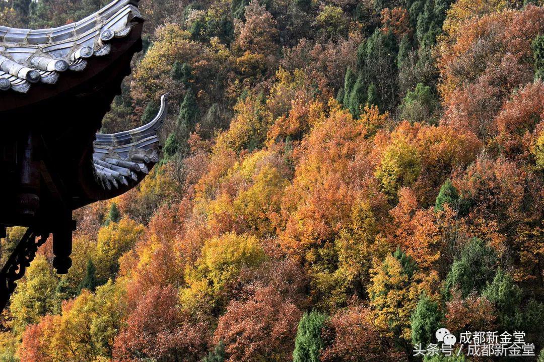 金堂秋色,秋天金堂十大必去景点