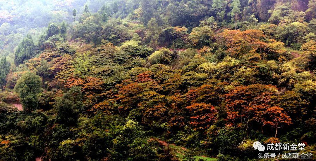 金堂秋色,秋天金堂十大必去景点