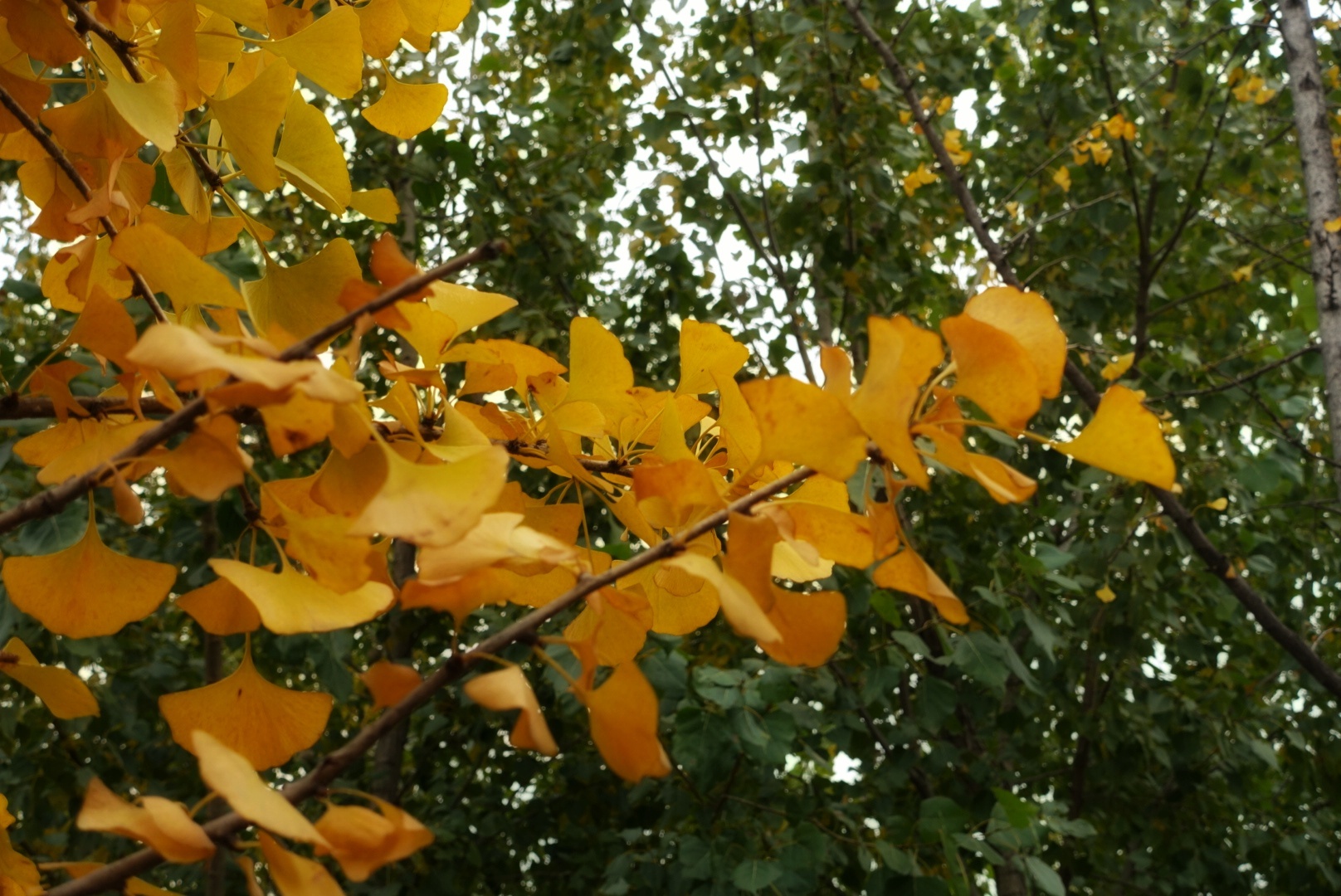 北京昌平金秋风景,昌平金秋周边一日游最佳攻略