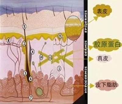 微商胶原蛋白是真的吗,微商胶原蛋白骗局揭秘