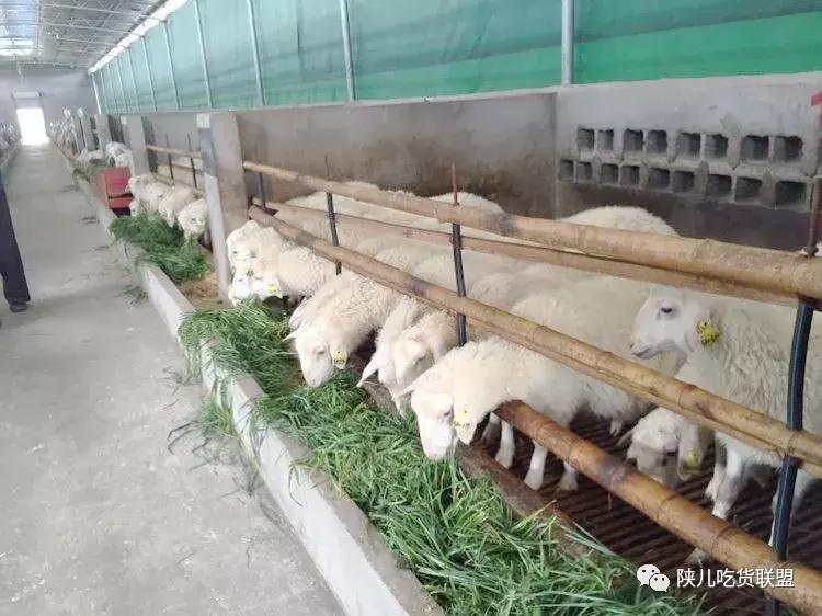 这家进驻常州啦——这个秋天有口福了「吕蒙烤全羊」