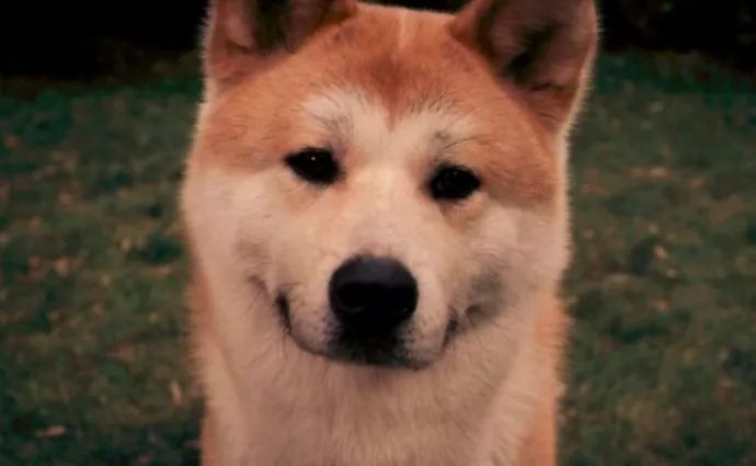 科学界公认狗狗致死9大杀手，你知道几个？