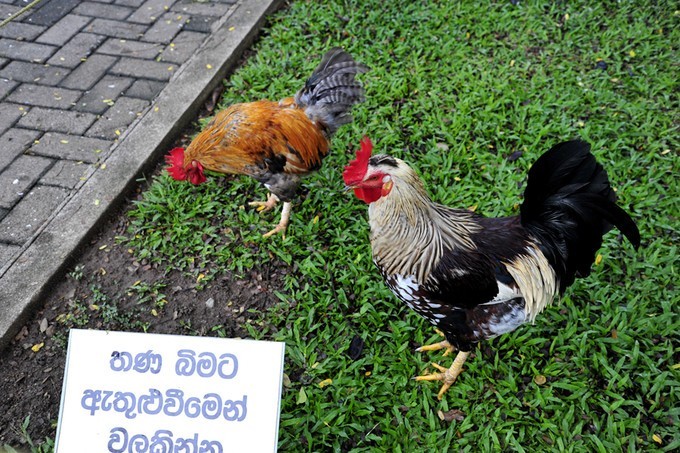 人文摄影斯里兰卡,锡兰风景