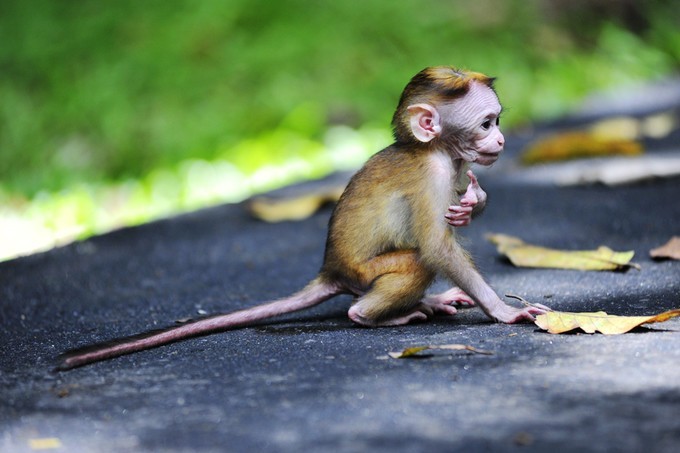 人文摄影斯里兰卡,锡兰风景