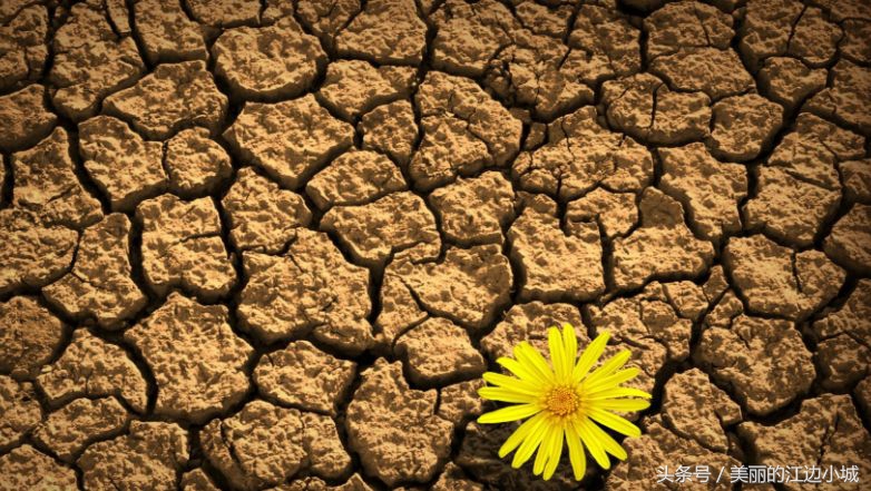 养花时怎样使土不板结,养花技巧土变松软