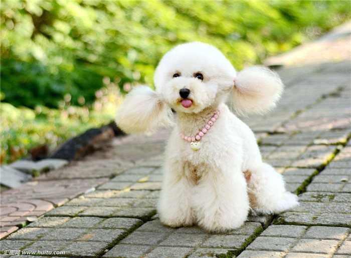 狗狗有异食癖吃什么驱虫,你家狗狗有什么怪癖