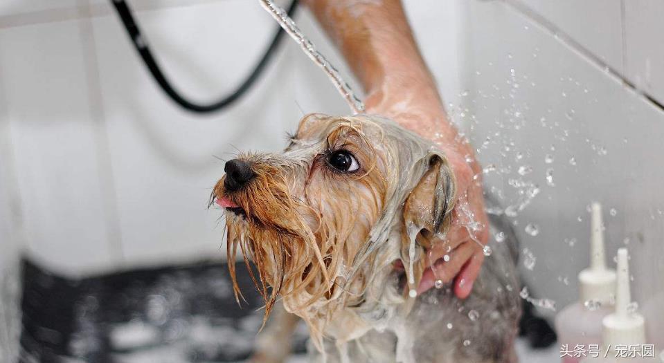 狗狗什么虫不能试着去除,狗狗除虫了有什么要注意的