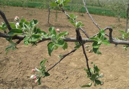 苹果树修剪什么叫三套枝修剪,苹果树修剪方法视频