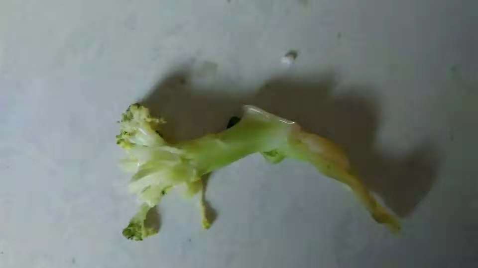 一招解决宝宝不爱吃青菜的问题,七个月宝宝青菜怎么吃