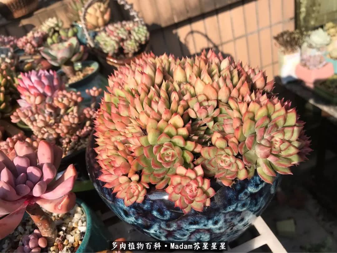 养多肉就是在不断折腾中寻找快乐,养多肉是我坚持做的最久的一件事