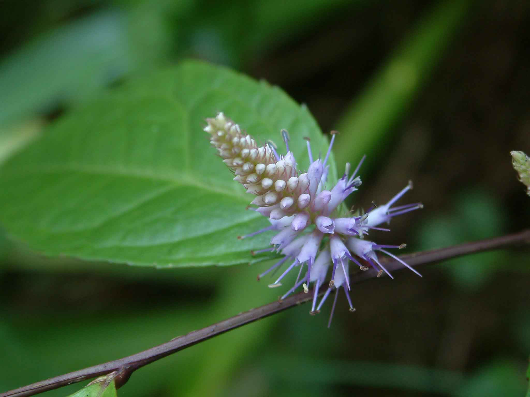 腹水草的中药别名,腹水草长什么样