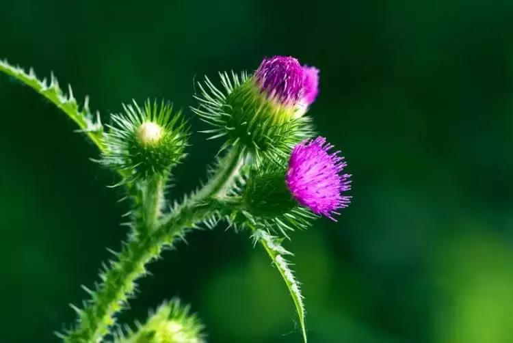 野菜功效,野菜功效介绍