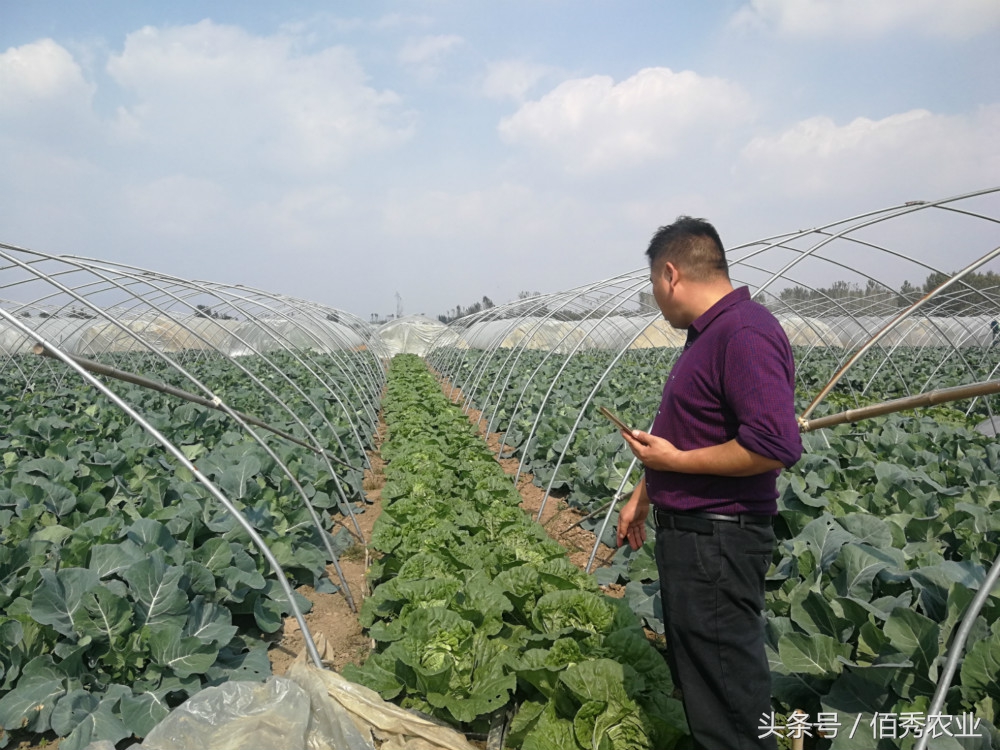 大棚种植什么蔬菜最赚钱,农村种菜赚钱技巧