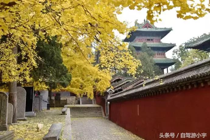 河南省赏红叶一日游,河南省秋天红叶最佳去处