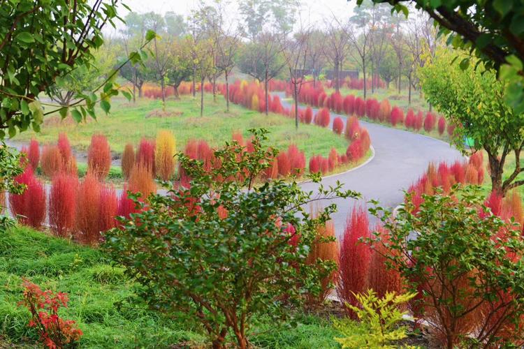 看看粉黛乱子草有多惊艳,粉黛乱子草被踩秃