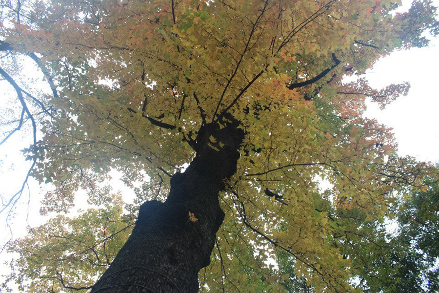苏州天平山赏枫叶最佳地点,灵白线天平山全程路线详解